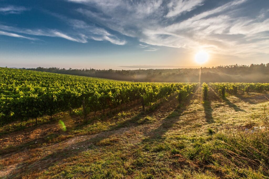 tuscany-grape-field-orchid